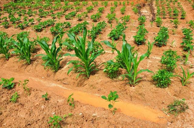 这几种作物套种模式,让你的农作物实现高产双丰收,值得借鉴!