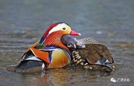 【人间百态】蓝战舟:姐姐姐夫,龙坪街上的一对苦命鸳鸯