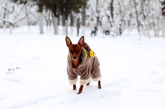 常營公園,家長和孩子一起堆一個小雪人.