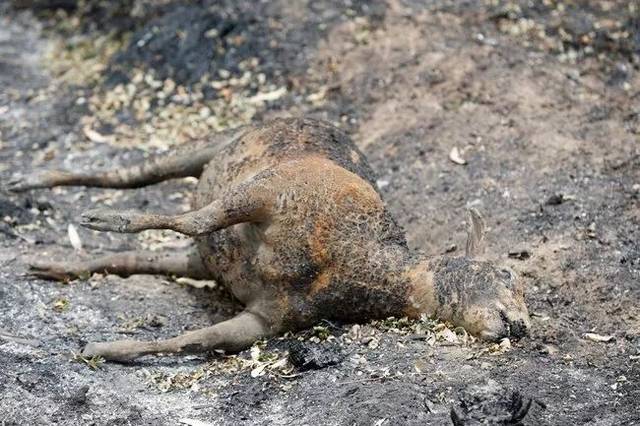 5亿只动物被烧死,一场大火,动物天堂变地狱.