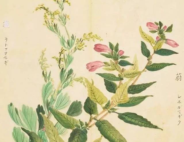 镜图好书 | 《人间草木》