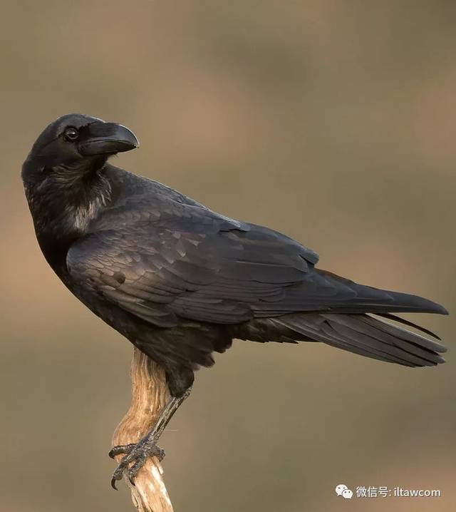 多重身份的渡鸦-神明的象征?不详的预兆?智慧的化身?