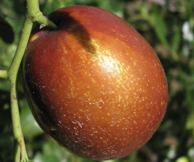 1种野果在山上,果子珍贵,被称为"藤枣",为濒危植物,请保护