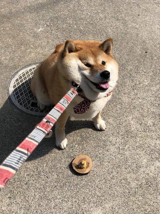 柴犬的肥脸