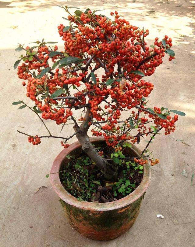 过年养一盆名贵盆景,火棘盆景都是红果子,热闹喜庆价值高
