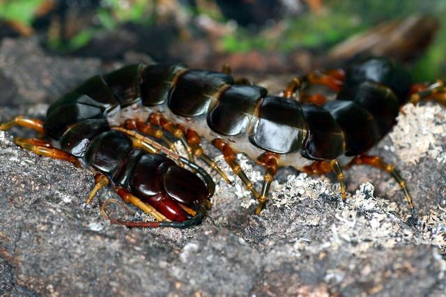 世界最可怕的十种蜈蚣,体长近半米实在太吓人!