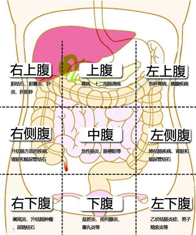 人的腰腹部位,对应着很多重要的器官,如胆,肝,肾,一旦腰,腹部出现了