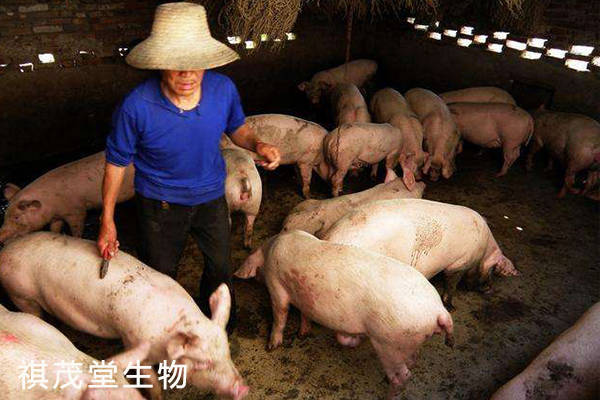广东人叫猪仔的意思,广东人卖猪仔,叫人猪仔是什么意思_大山谷图库