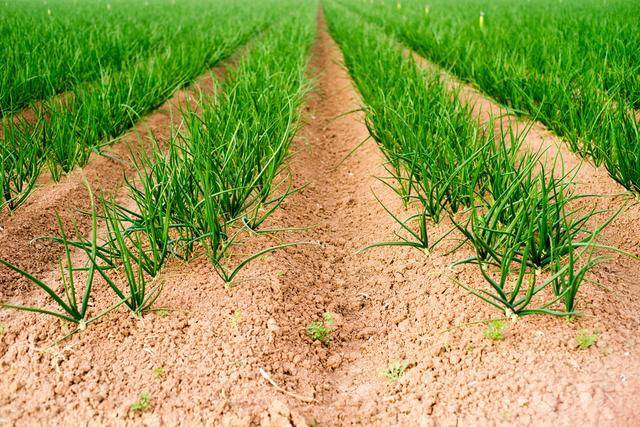 韭菜一年可割几茬?学会韭菜种植管理这些方法,整年都有韭菜吃