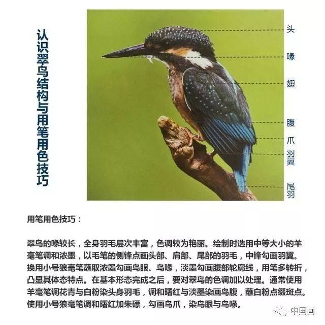 国画教程：写意禽鸟之翠鸟的画法，书画爱好者必备_搜狐网