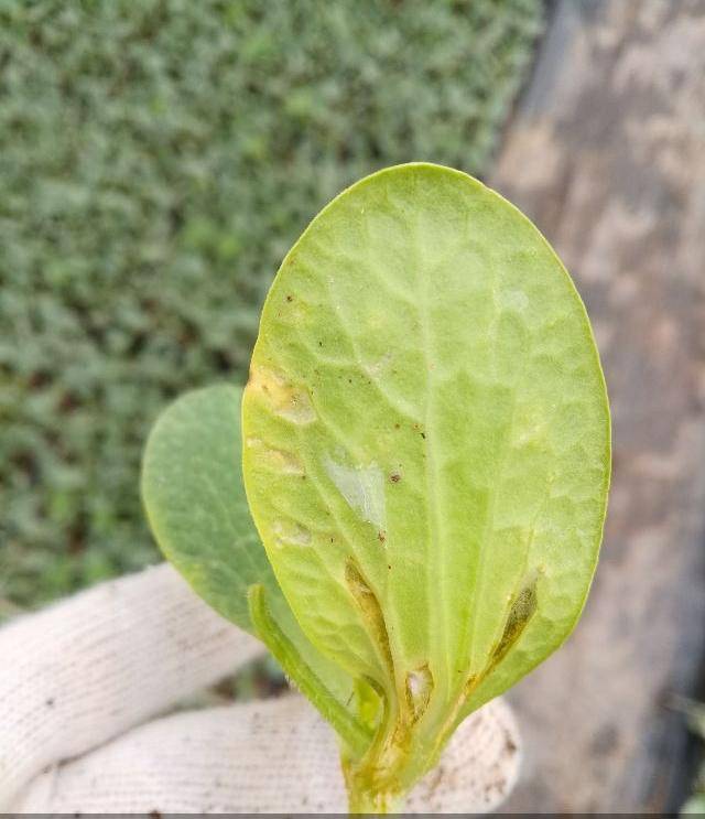 西瓜疫病用药防治教你一招