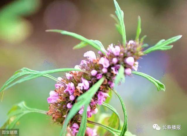 又名蓷,茺蔚,坤草,九重楼,云母草,森蒂等,全国大部分地区均有分布.