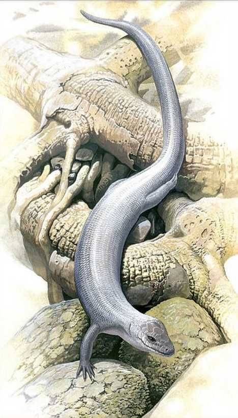 "恐怖小蜥蜴",一度被认为已经灭绝,知道2003年有专家在野外拍到了这一