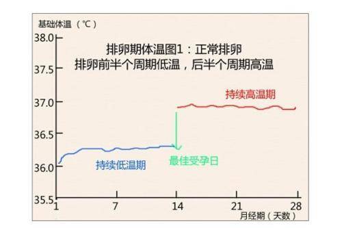 平常人的體溫為36.2-36.5,排卵期由於黃體分泌孕激素,體溫上升為約36.