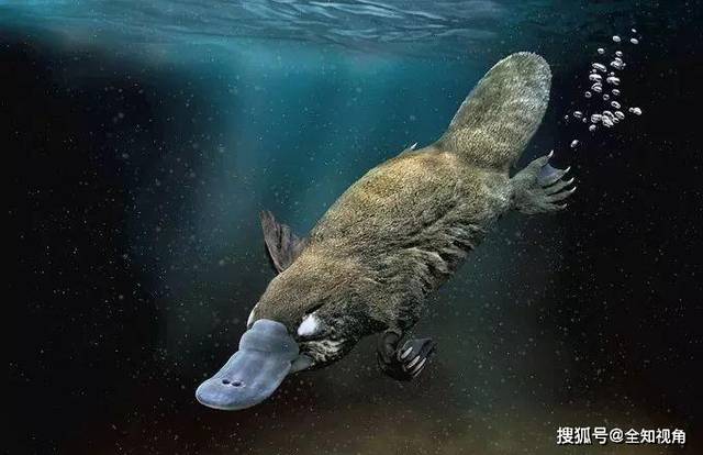 鴨嘴獸(學名:ornithorhynchus anatinus),英文名為 platypus(希臘字