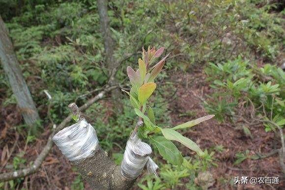 杨梅的嫁接技术