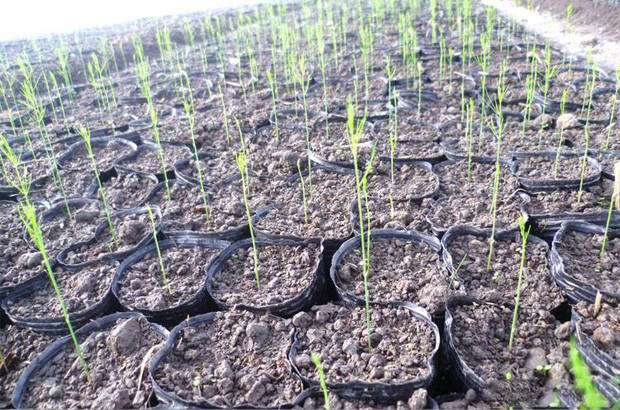 一,芦笋幼苗期 从种子发芽起至起苗移栽定植为幼苗期.约经历2～3个月.