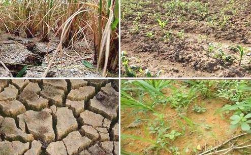 农业种植中的重茬的难题以及重茬的危害和全面解决办法_手机搜狐网