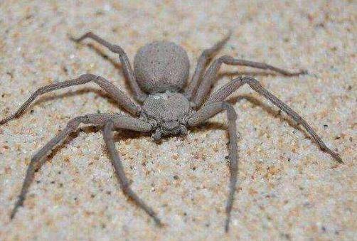 不思議生物大百科 毒グモ