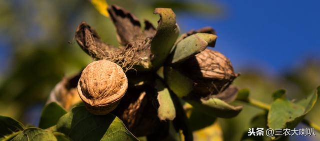 复合肥用作追肥,时间宜在开花前,幼果膨大和果实硬核3个时期进行.