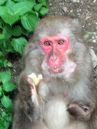 日本一动物园举行猴子选美 由游客进行投票