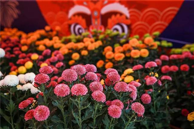 好玩好吃的小榄迎春花市今日开市!