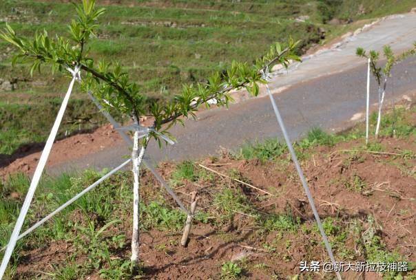 这些果树拉枝的方法您中招了几个?