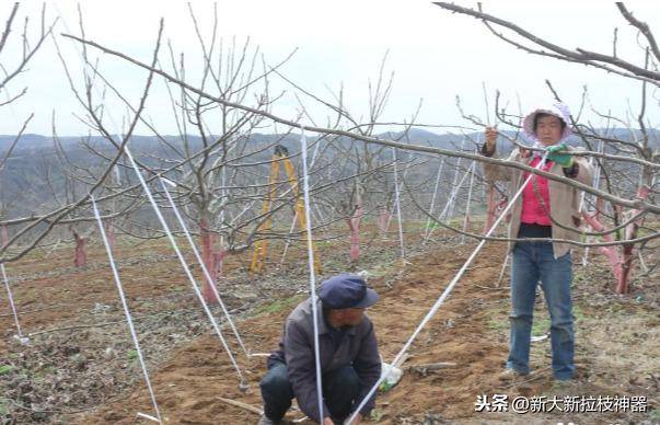 這些果樹拉枝的方法您中招了幾個?