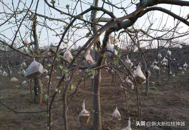 这些果树拉枝的方法您中招了几个?