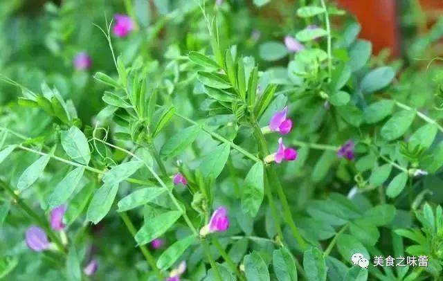 6,野豌豆 嫩芽及根可以生吃,煮熟后味道更好.