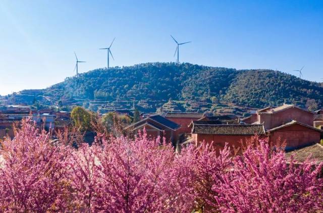 一派春意盎然的景象攀枝花却处处鲜花盛开而这段时间的外地大雪纷飞
