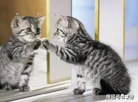 原来猫咪照镜子并不知道那是自己