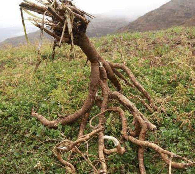 1种野生"黄芪"根茎珍贵,以往被大量采挖,如今少见,请爱惜