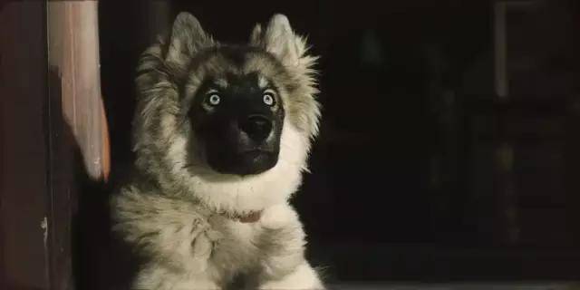 雪橇犬多哥原型,多哥雪橇犬,ala西伯利亚犬_大山谷图库