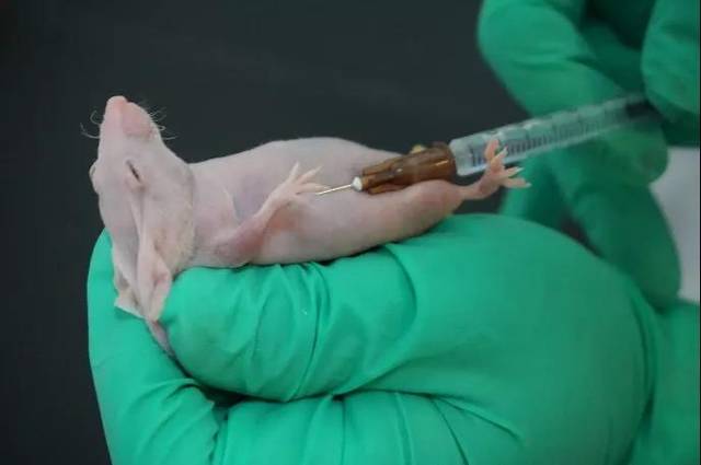 小鼠动物实验:裸鼠皮下荷瘤,这些你必须知道