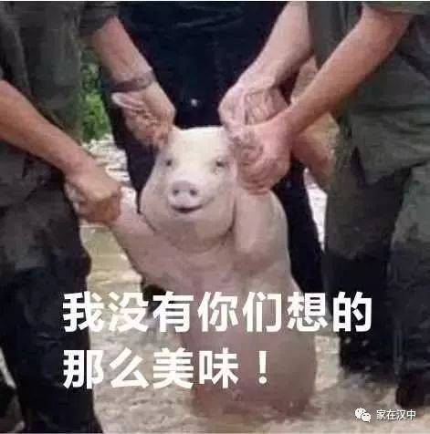 春节期间贵重物品随身携带！宁强“背猪哥”绝了_搜狐网