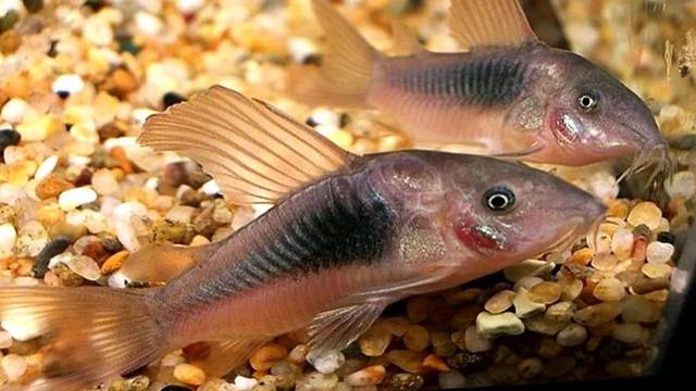 158个鼠鱼品种图鉴大全分享,看呆了!必须收藏!