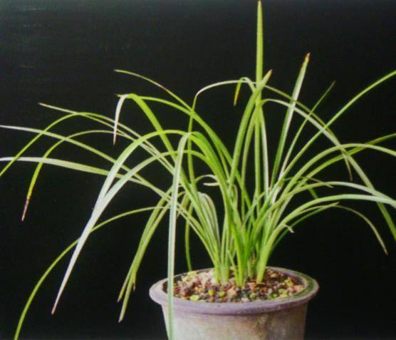 蕙兰老种潘绿梅(宜兴梅)鉴赏,莫把潘绿梅当庆华梅