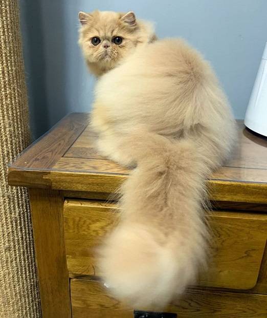 纯色波斯猫的颜色这么多,这几种颜色是你喜欢的吗?