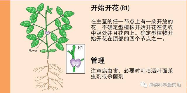 【南蔬科普】科普收藏系列:大豆的一生(从种子得萌发到完熟)