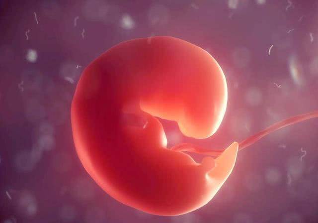怀孕50天胚胎图片 真实图片