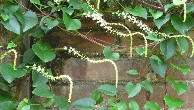 房后一种野草,名为"藤三七",珍贵不凡,当今146元一斤_手机搜狐网