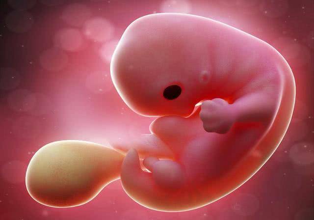 怀孕50多天,胎儿没胎心胎芽是不在了吗?孕囊,胎心,胎芽的秘密