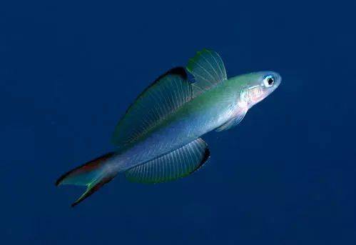 每日一鱼 | 喷射机鱼:游泳时如同尾部冒着黑烟…_手机搜狐网