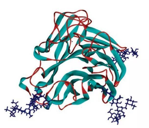 图1 神经氨酸酶的结构 (pdb代码:1nn2,出自参考文献2)