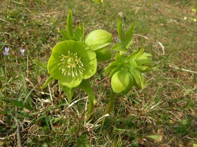 有个娇羞的姑凉叫铁筷子,特耐寒耐阴,花色还丰富,养护要点收好