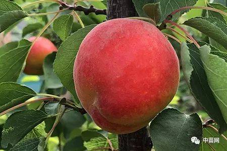 杏(学名:prunus armeniaca),又称杏子,是李属李亚属植物,其果肉,果仁