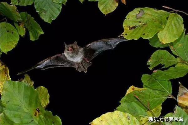 蝙蝠能在黑夜里飞行,发出超声波,回声定位,夜间能捕食,有冬眠习性