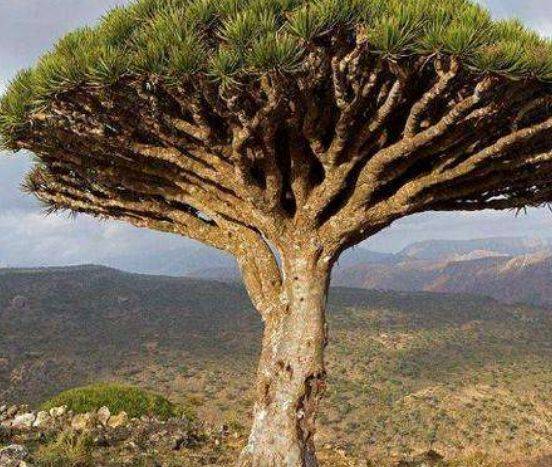 世界上最珍贵的树木图片