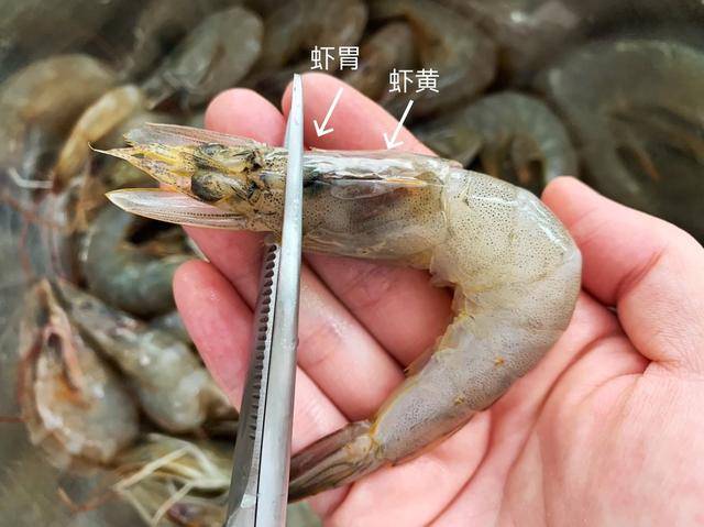 清水淡煮白灼虾,一招教你去虾线,原生态的很健康美味